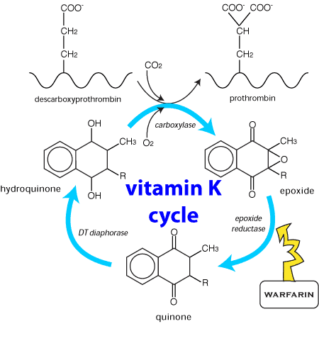 vitamin-K-cycle